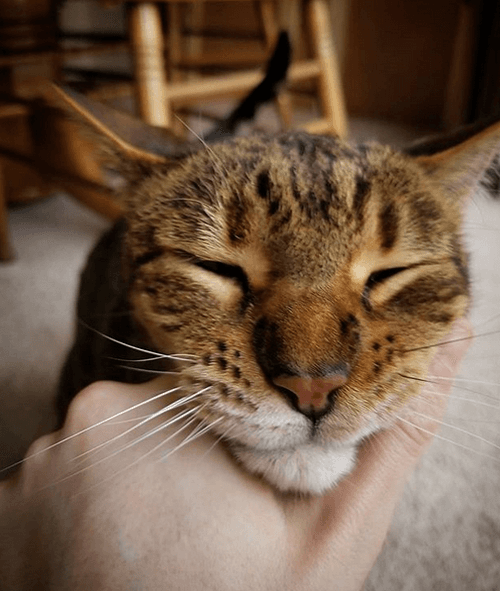 hemi