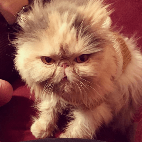 aladdinacat