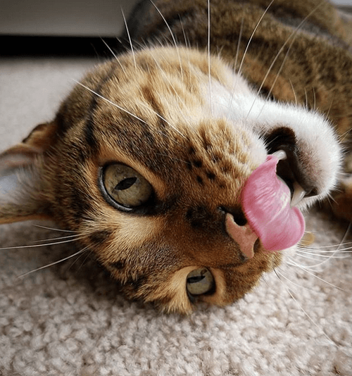 hemi