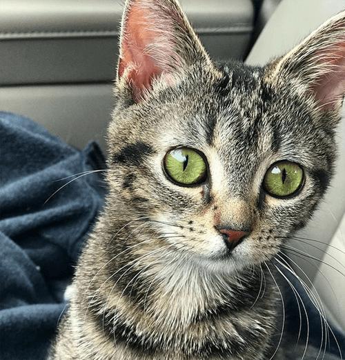 koa