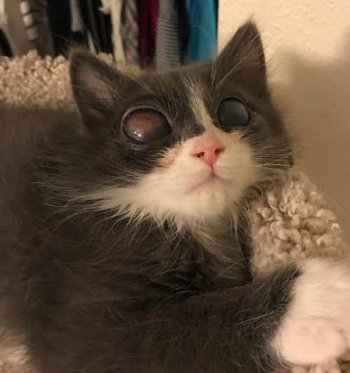 cj