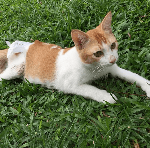 happycat