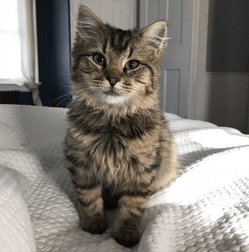 hazel