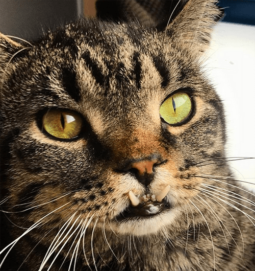 chompers