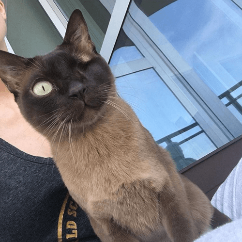 milo