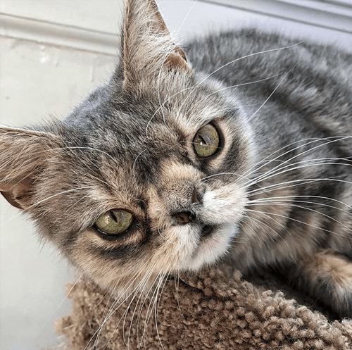 smushie