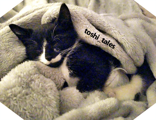 toshi