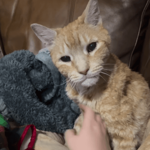 Petting