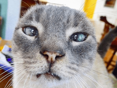 earless one eared wonders cats feature