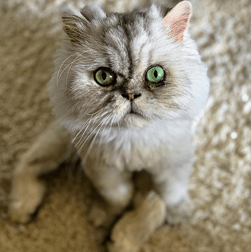 wolfie
