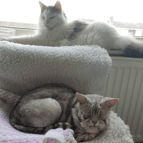 toby