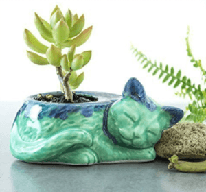 catplanter