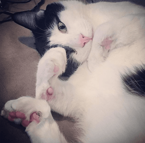 roo
