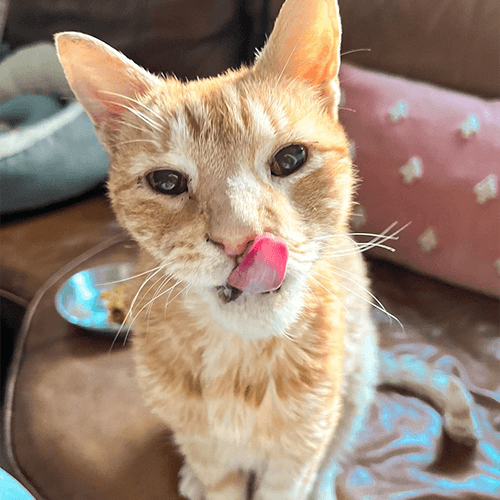 TongueOut