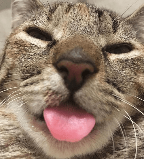 koshka