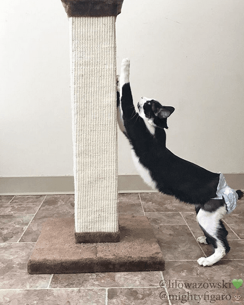 figaro