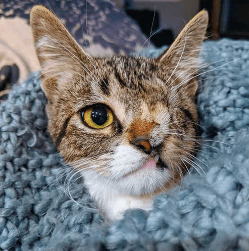 fiona