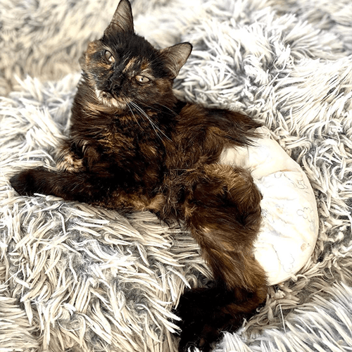 Posie