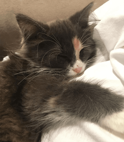 callie