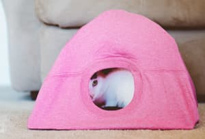 diycatbed