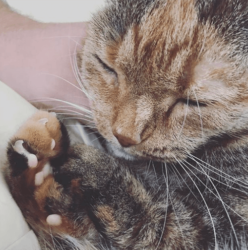 kittles