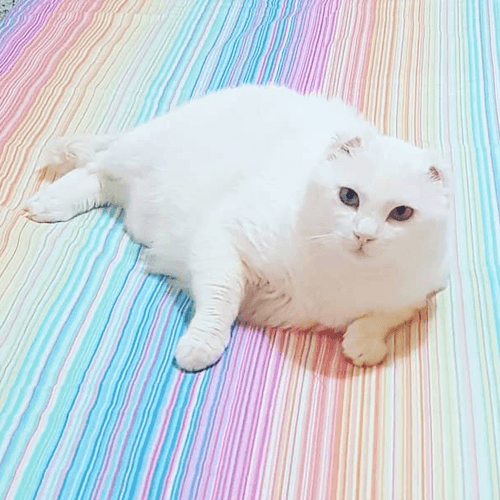 bowie