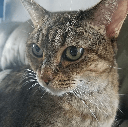 mitsy