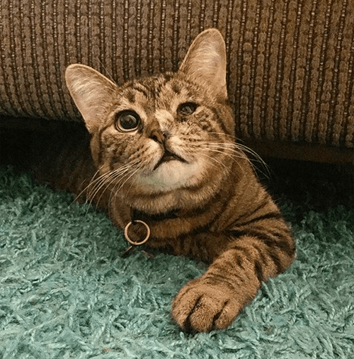 nora