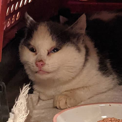 cheesethief