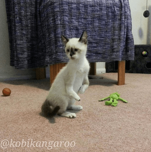 kobi