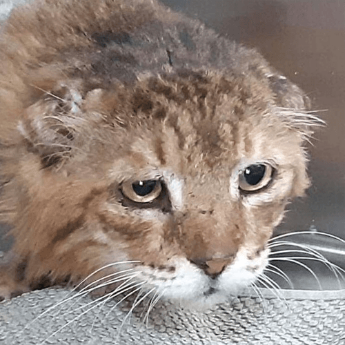 leo