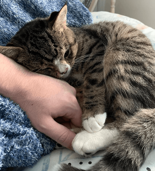arlo