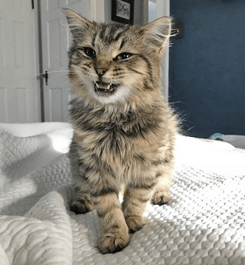 hazel