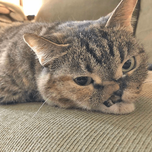petunia