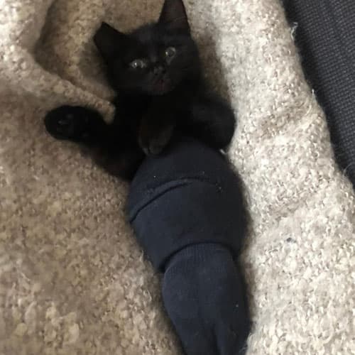 Paw3