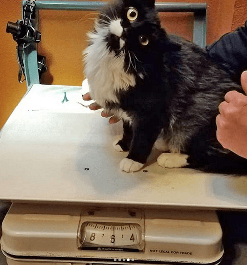 tippy