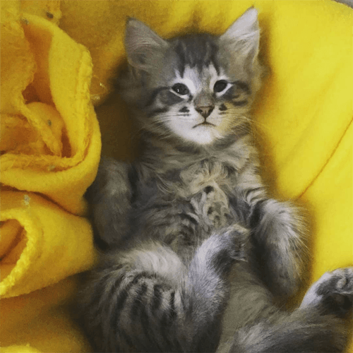 muffin