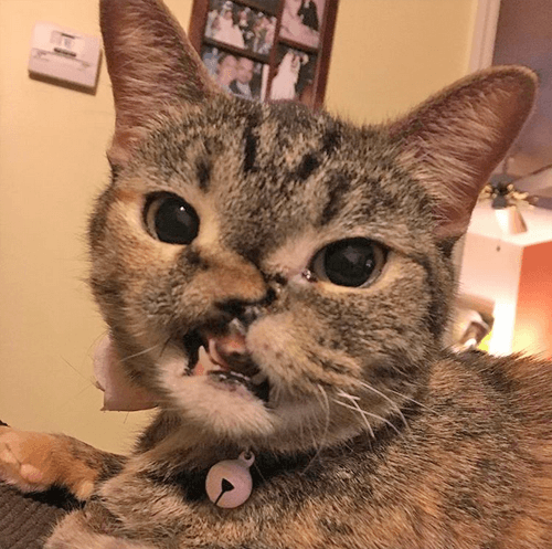 petunia