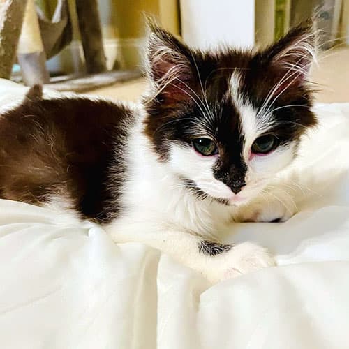 Phoebe2