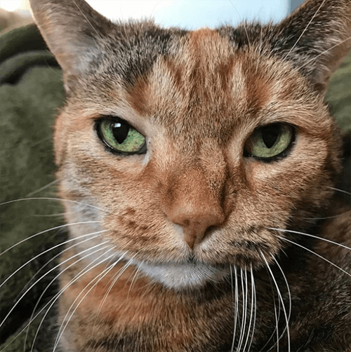 kittles