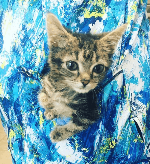 koa