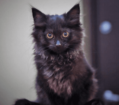 bbkitten