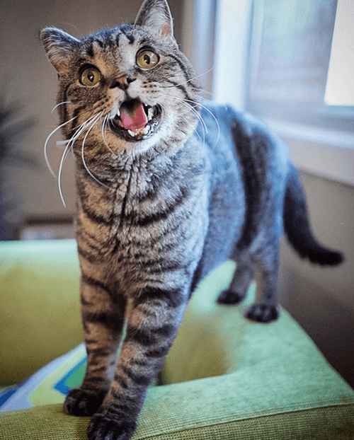 chompers