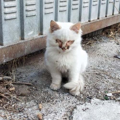 Falkor1