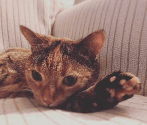 kittles