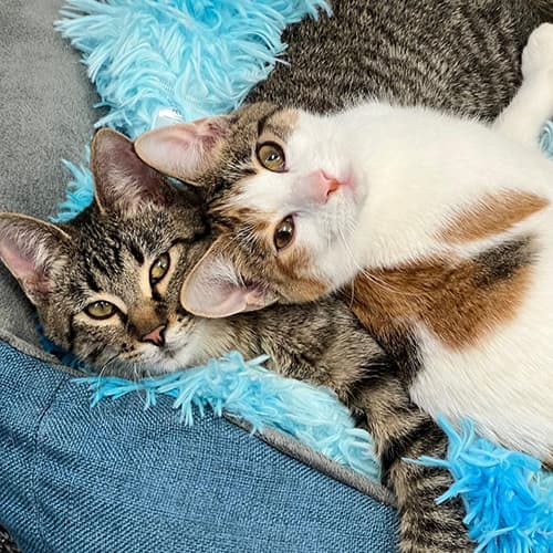 LivvyAndHuxley1