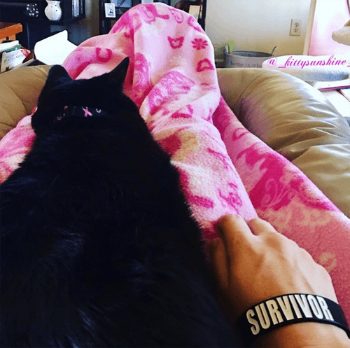 kitty