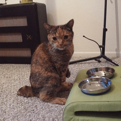 kittles