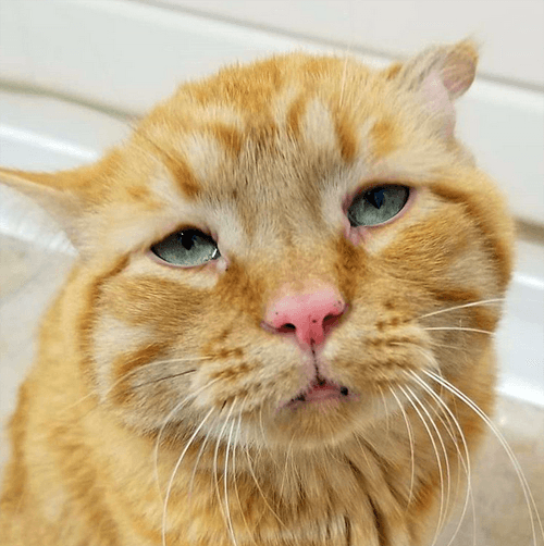 benben