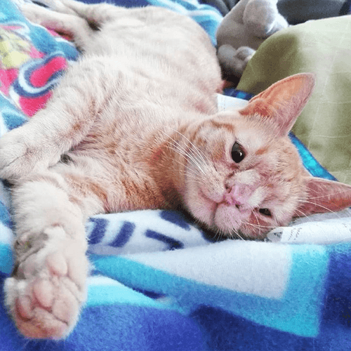 panchita